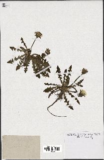 spécimen de Taraxacum palustre