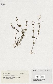 spécimen de Lindernia sp.