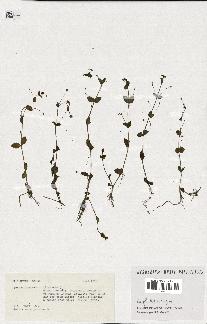 spécimen de Lindernia sp.