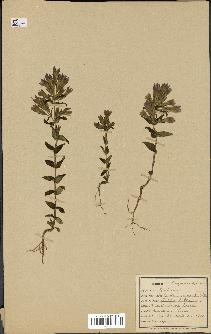 spécimen de Gentiana germanica