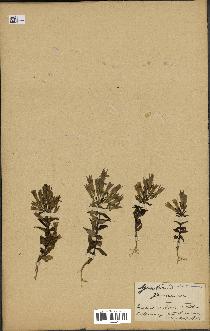 spécimen de Gentiana germanica