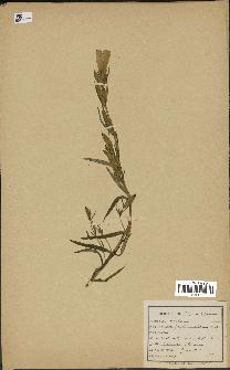 spécimen de Gentiana pneumonanthe