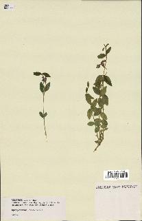 spécimen de Vinca minor