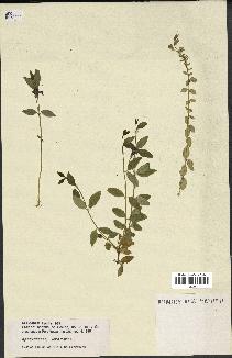 spécimen de Vinca minor