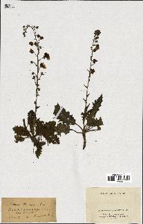 spécimen de Verbascum blancheanum