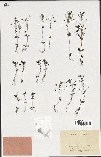 spécimen de Veronica syriaca