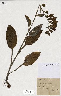 spécimen de Digitalis purpurea