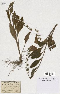 spécimen de Digitalis purpurea