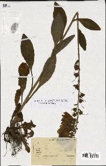 spécimen de Digitalis purpurea