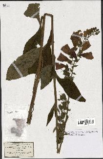spécimen de Digitalis purpurea