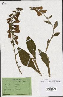 spécimen de Digitalis purpurea