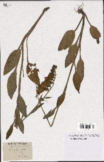 spécimen de Digitalis purpurea