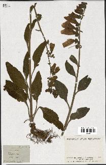 spécimen de Digitalis purpurea