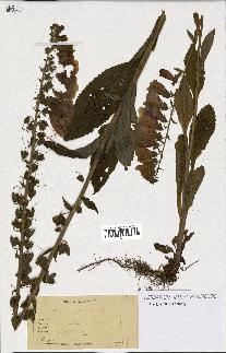 spécimen de Digitalis purpurea