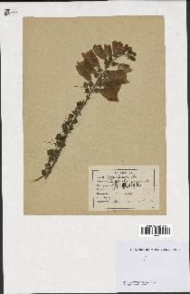 spécimen de Digitalis purpurea