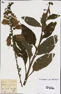 spécimen de Digitalis purpurea
