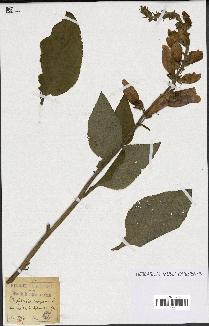 spécimen de Digitalis purpurea