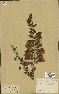 spécimen de Digitalis purpurea