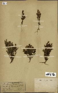 spécimen de Gentiana germanica