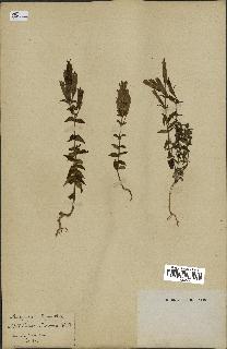 spécimen de Gentiana germanica