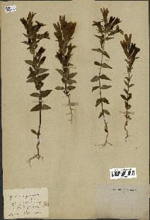 spécimen de Gentiana germanica