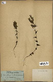 spécimen de Gentiana germanica