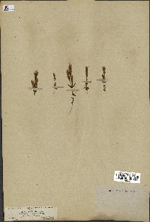 spécimen de Gentiana germanica