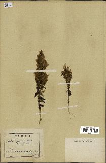 spécimen de Gentiana germanica
