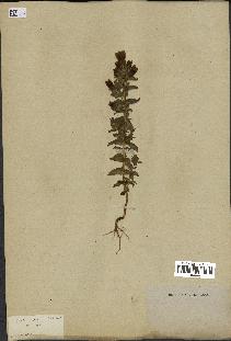spécimen de Gentiana germanica