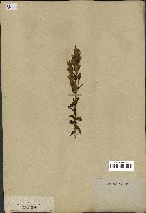 spécimen de Gentiana germanica