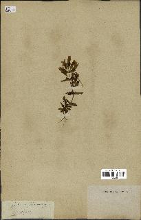 spécimen de Gentiana germanica