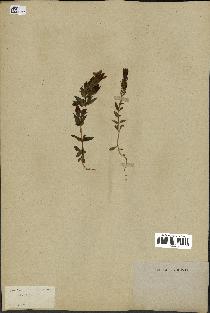 spécimen de Gentiana germanica