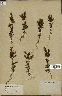 spécimen de Gentiana germanica