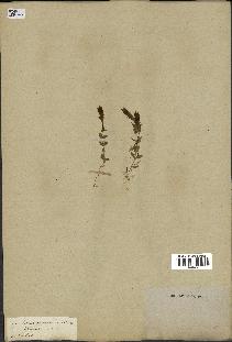 spécimen de Gentiana germanica