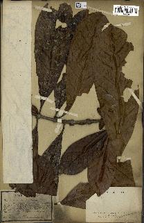 spécimen de Coffea liberica