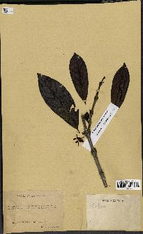 spécimen de Coffea liberica