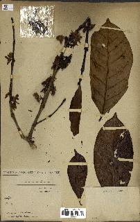 spécimen de Coffea liberica