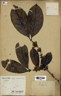 spécimen de Coffea liberica