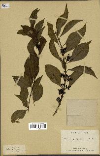 spécimen de Danais fragrans