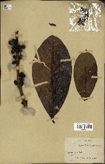 spécimen de Coffea liberica