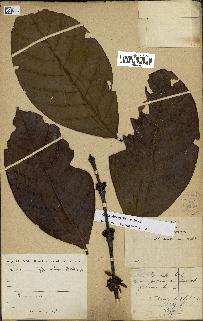 spécimen de Coffea liberica
