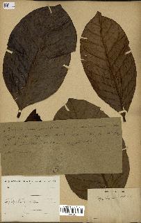 spécimen de Coffea liberica