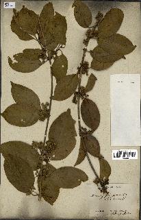 spécimen de Danais fragrans