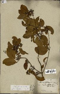 spécimen de Danais fragrans