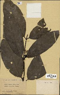 spécimen de Coffea oubanguiensis