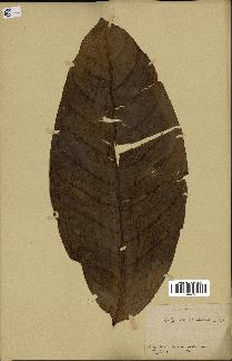 spécimen de Coffea neoarnoldiana