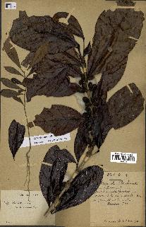 spécimen de Coffea liberica