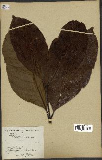 spécimen de Coffea liberica