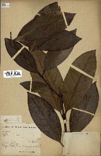 spécimen de Coffea liberica