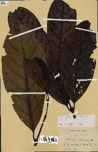 spécimen de Coffea liberica